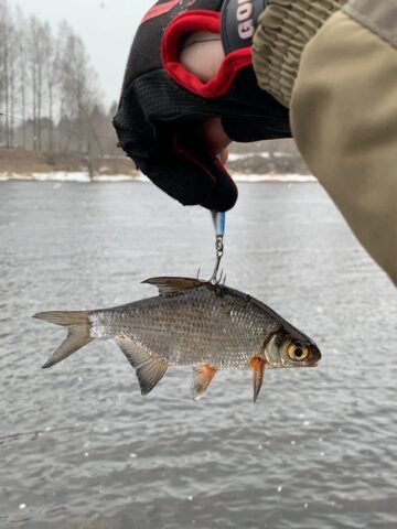 В Тверской области рыбаки поймали черепаху В Тверской области рыбаки поймали черепаху