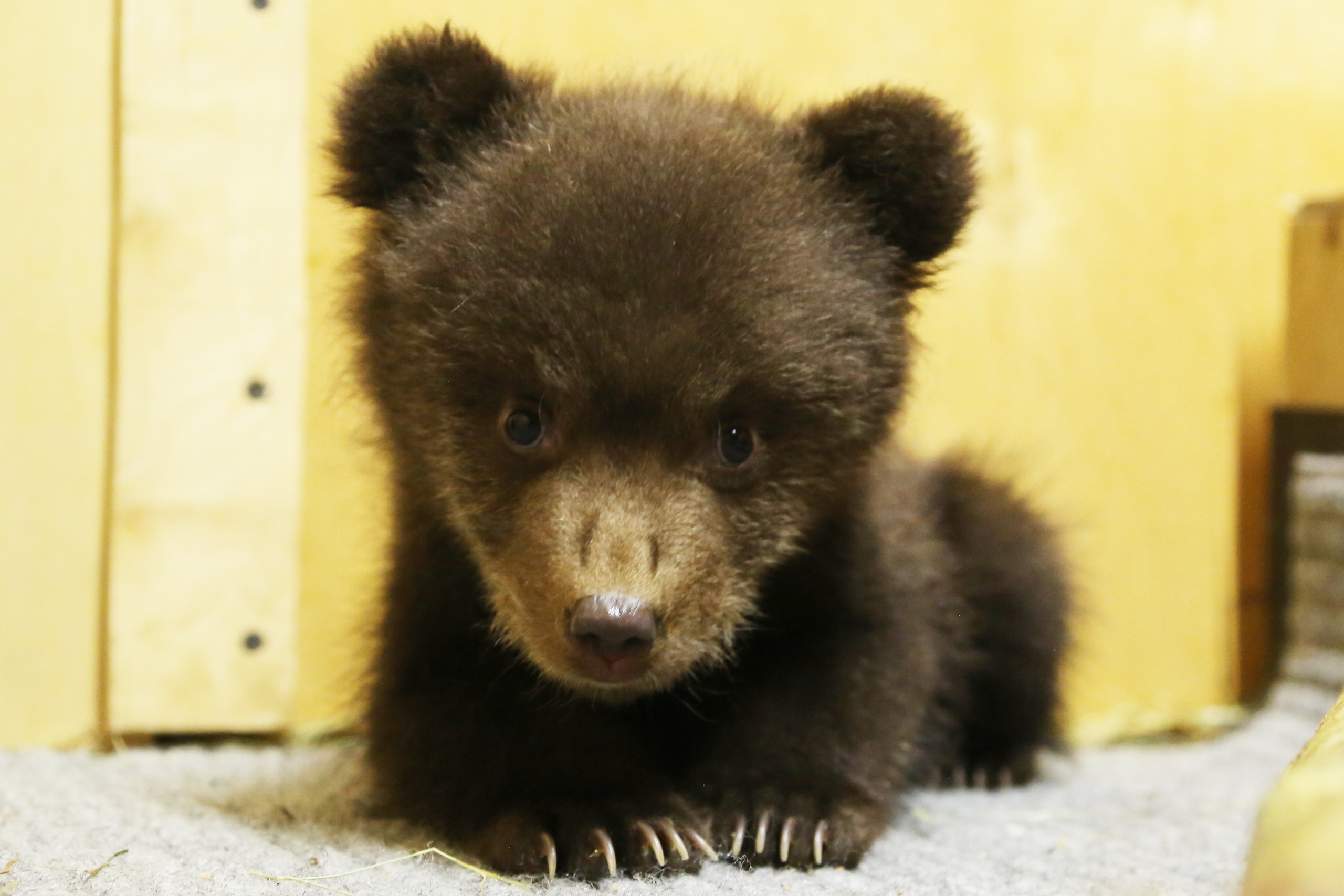 Центр спасения медвежат-сирот поделился забавными фотографиями подопечных Центр спасения медвежат-сирот поделился забавными фотографиями подопечных