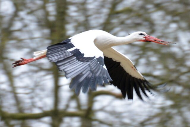 В Тверскую область вместе с весной вернулись аисты