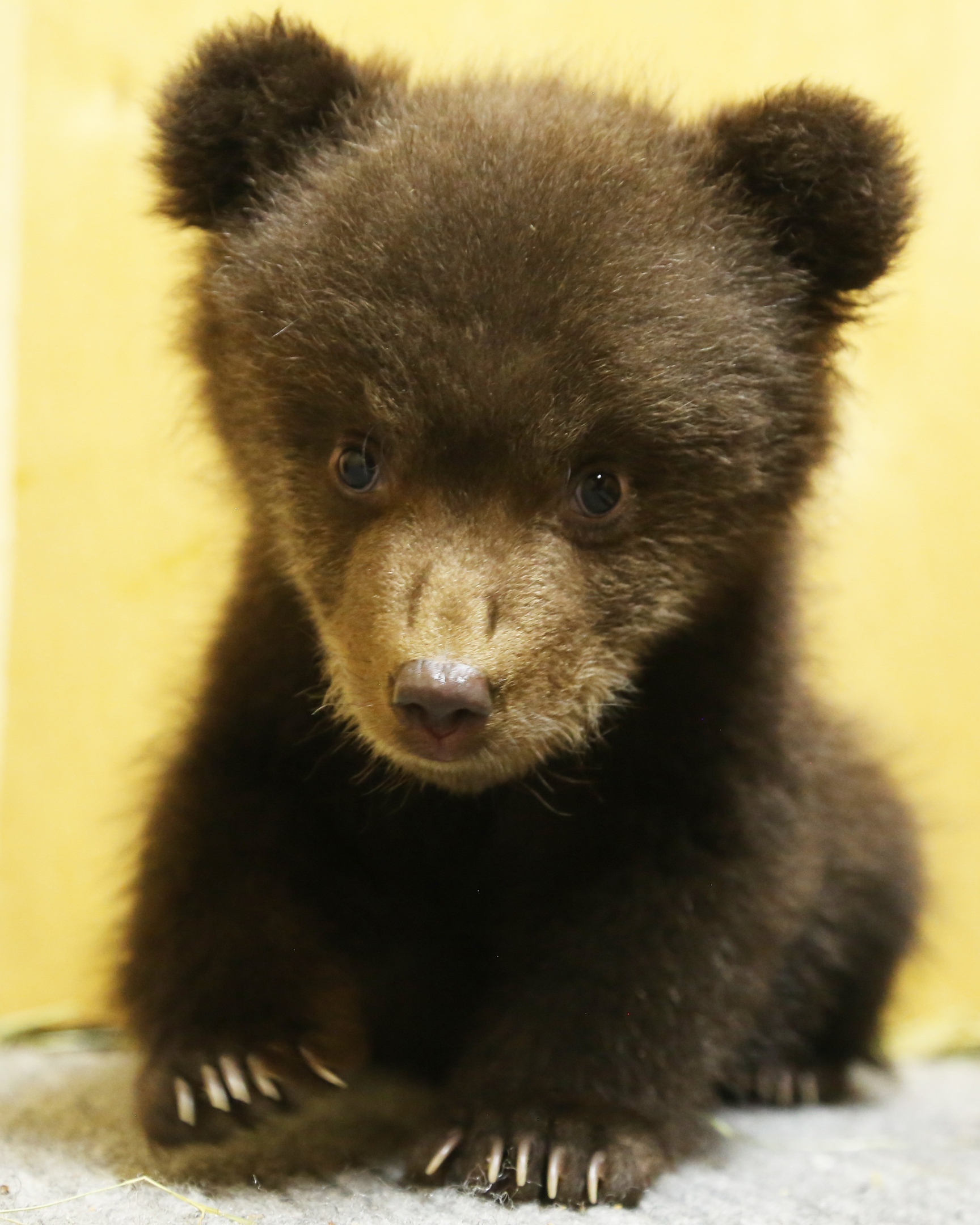 Центр спасения медвежат-сирот поделился забавными фотографиями подопечных Центр спасения медвежат-сирот поделился забавными фотографиями подопечных