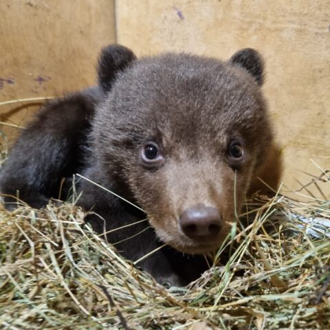 Новым подопечным торопецкого Центра спасения медвежат-сирот дали необычные имена