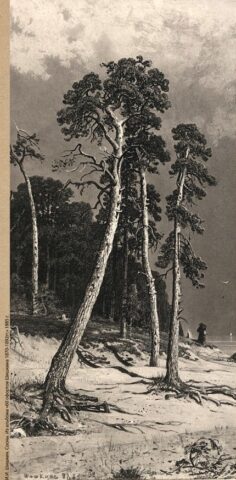 В музее Владимира Серова в Эммауссе представят редкие работы Ивана Шишкина