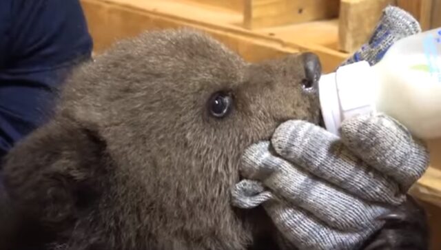 Сотрудники Центра спасения медвежат-сирот рассказали об успехах своих подопечных