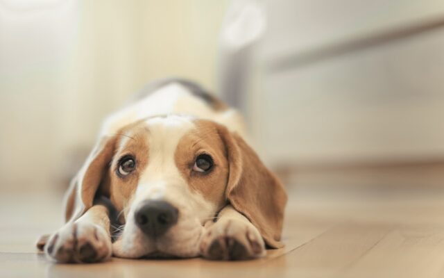 Жительница Тверской области дважды заплатила за несуществующего щенка