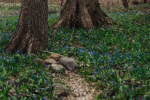 В Ботаническом саду пройдет семейный праздник «Весенний переполох - птицы и первоцветы!» Семейный выходной