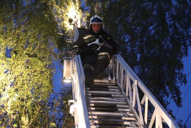 В Твери спасатели помогли коту, который два дня сидел на высоком дереве В Твери спасатели помогли коту, который два дня сидел на высоком дереве