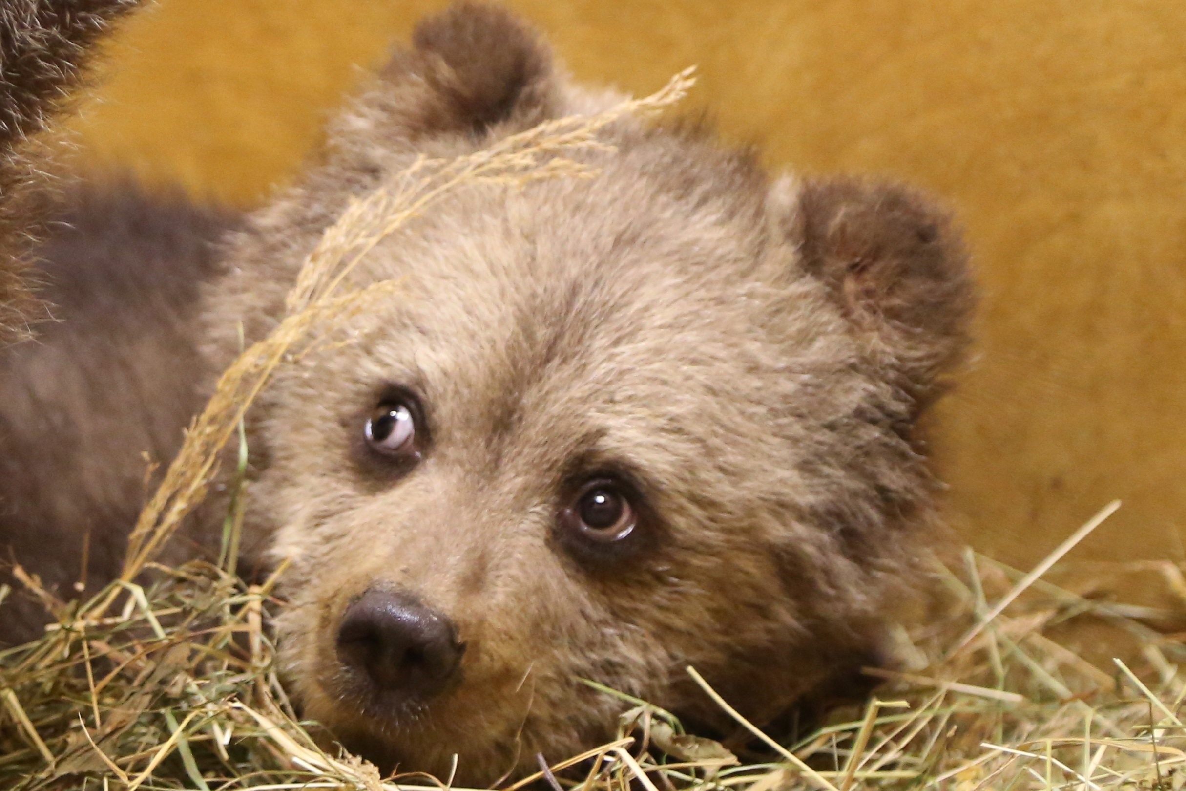 Сотрудники Центра спасения медвежат-сирот рассказали про новых подопечных