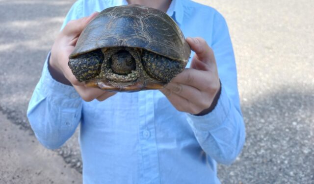 В Тверской области неравнодушные люди спасли с дороги черепаху В Тверской области неравнодушные люди спасли с дороги черепаху