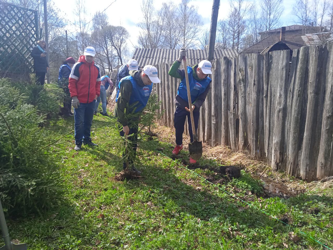 В Западной Двине студенты высадили больше 60 елей