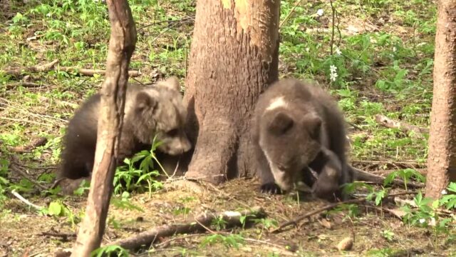 Сотрудники Центра спасения медвежат-сирот показали видео с Веснушкиным и Ёжиком