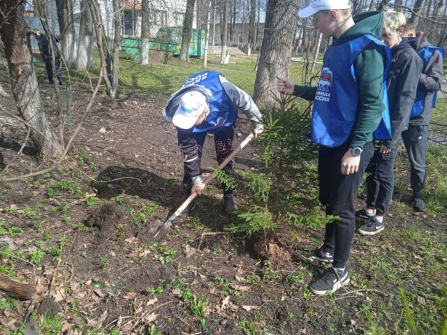 В Западной Двине студенты высадили больше 60 елей В Западной Двине студенты высадили больше 60 елей