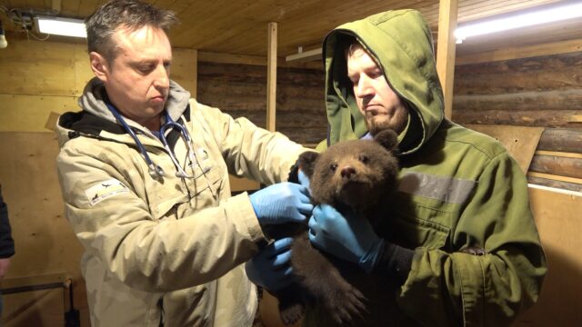 Подопечные торопецкого Центра спасения медвежат-сирот прошли обследование