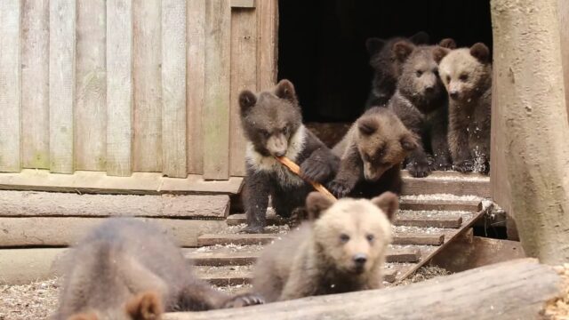 Сотрудники Центра спасения медвежат-сирот поделились забавным видео с прогулки Сотрудники Центра спасения медвежат-сирот готовят подопечных к выпуску