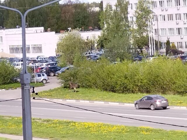 По улицам Твери бродит дикое животное