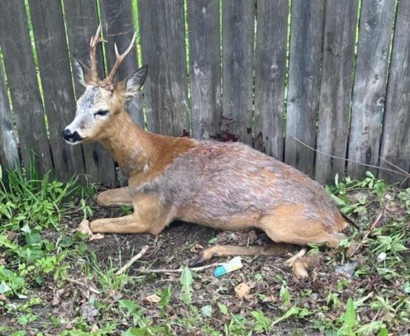 В Вышнем Волочке жители нашли раненую европейскую косулю В Вышнем Волочке жители нашли раненую европейскую косулю
