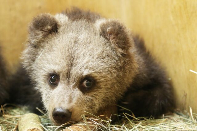 Сотрудники Центра спасения медвежат-сирот рассказали про новых подопечных