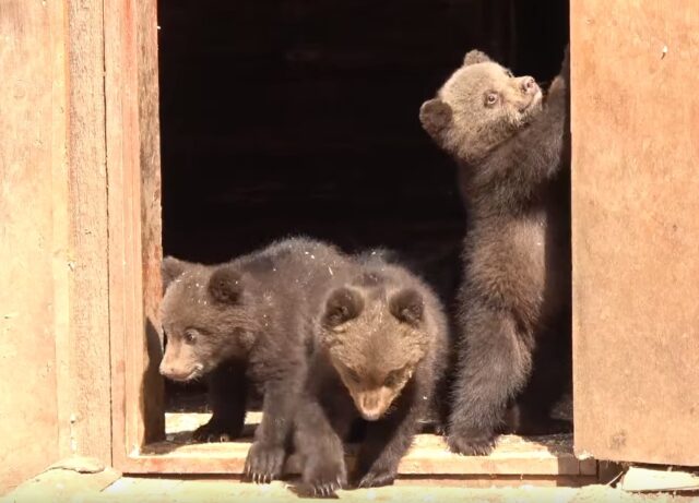 В Центре спасения медвежат-сирот показали успехи младших воспитанников В Центре спасения медвежат-сирот показали успехи младших воспитанников