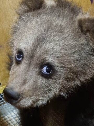 У Центра спасения -медвежат сирот появился новый подопечный