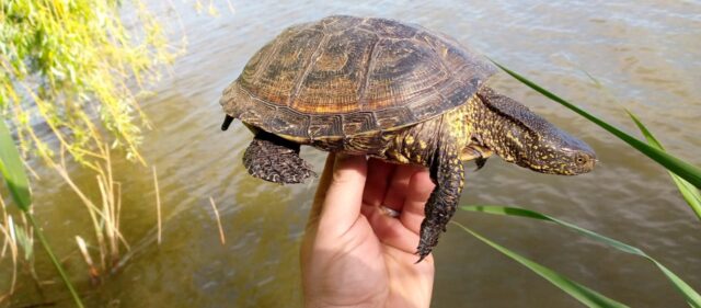 Найденная в Тверской области черепаха отправится на юг к сородичам