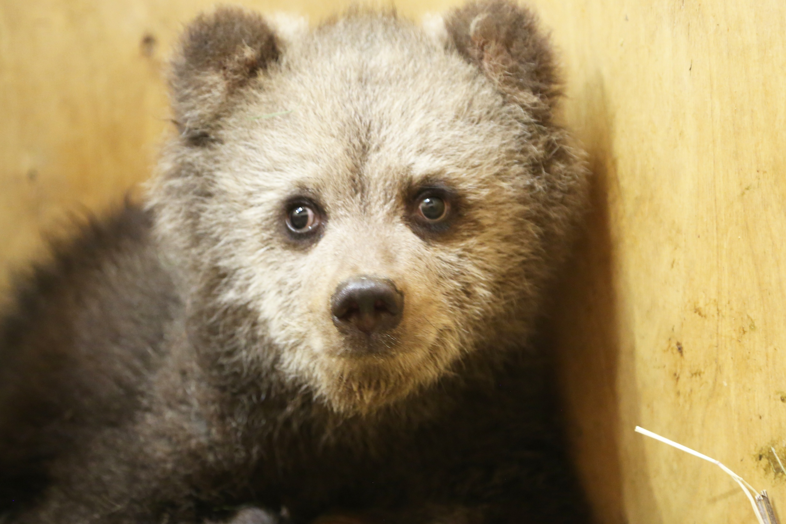 Сотрудники Центра спасения медвежат-сирот рассказали про новых подопечных