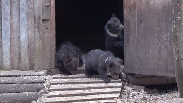 Торопецкие медвежата впервые вышли из своего домика-берлоги Торопецкие медвежата впервые вышли из своего домика-берлоги