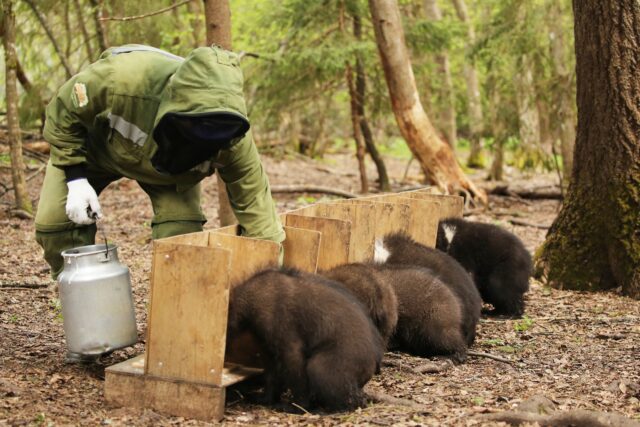 Центр спасения медвежат-сирот поделился фотографиями медвежьего обеда