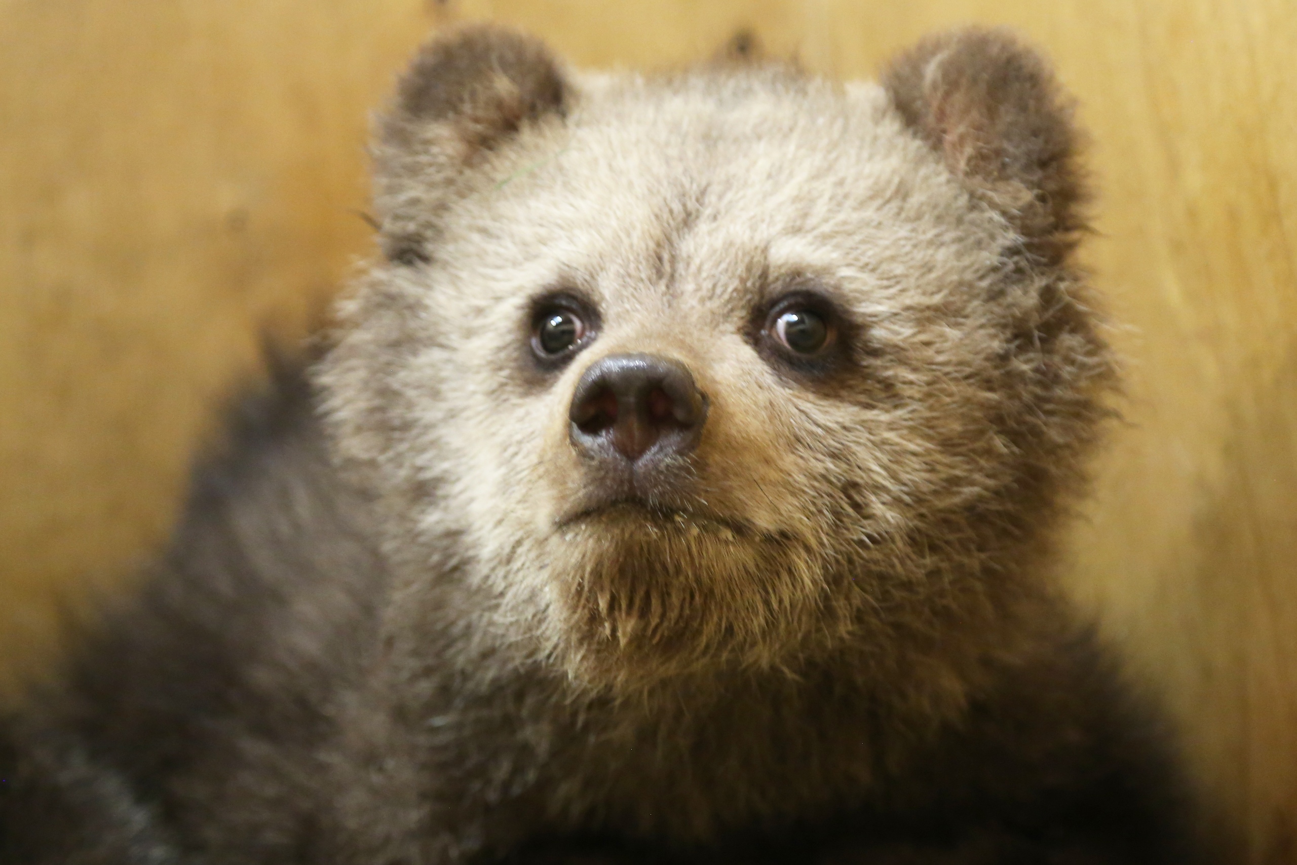 Сотрудники Центра спасения медвежат-сирот рассказали про новых подопечных