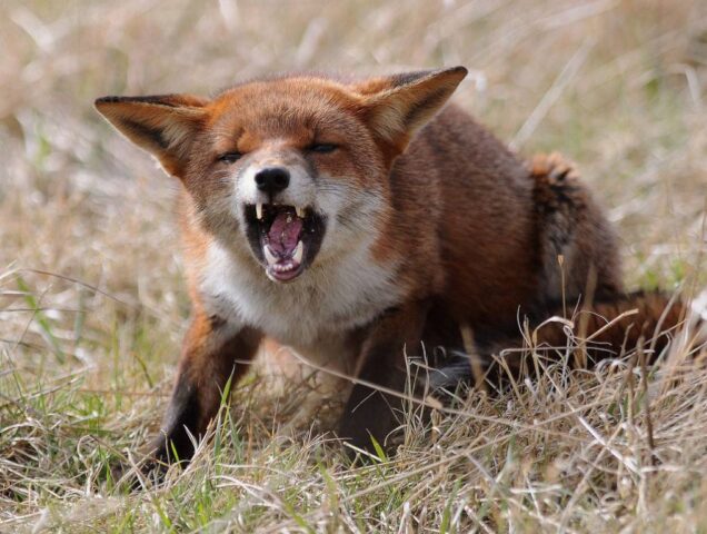 Специалисты "Тверской МВЛ" диагностировали бешенство у лисы