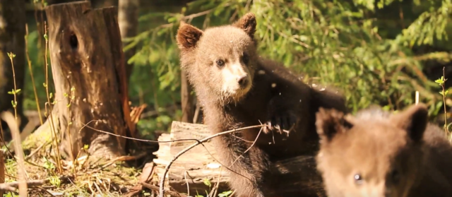 Сотрудники Центра спасения медвежат-сирот поделились видео с прогулки младшей группы В Центре спасения медвежат-сирот показали "медвежью песочницу"