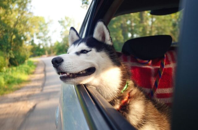 Россельхознадзор опубликовал порядок оформления документов для перевоза животных по территории страны и за ее пределы