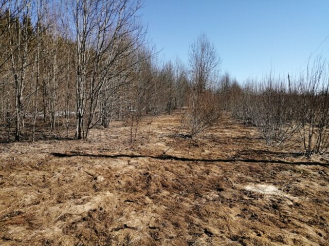 В Калязинском районе собственник вырастил березы и сорняк на сельхозугодьях