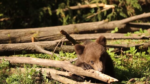 Специалисты Центра спасения медвежат-сирот поделились видео с вологодским медвежонком Медком Специалисты Центра спасения медвежат-сирот поделились видео с вологодским медвежонком Медком