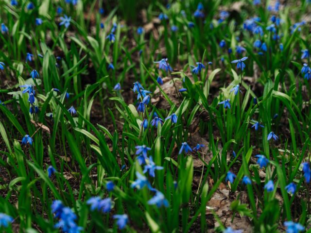 В тверском Ботаническом саду пройдут музыкальные посиделки "Весна идет! Весне дорогу!"
