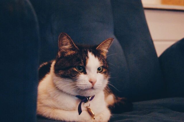 Тверское котокафе «Мур-мяу» открывается после потопа