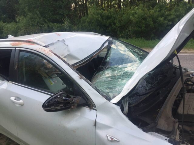 В Тверской области лось выбежал под колеса иномарки