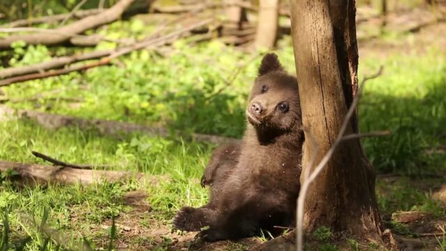 В Центре спасения медвежат-сирот показали, как проходит день Медка В Центре спасения медвежат-сирот показали, как проходит день Медка