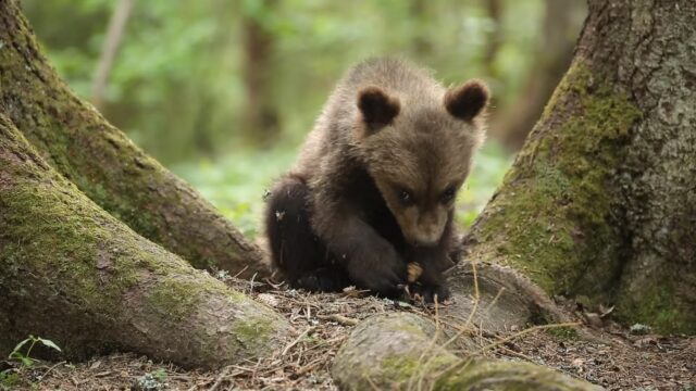 Специалисты Центра спасения медвежат-сирот поделились архивным видео с подопечными