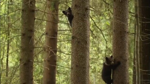 В Центре спасения медвежат-сирот малыши учатся избегать опасности