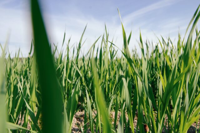 В Тверской области станет еще жарче Температура воздуха в Тверской области остается высокой