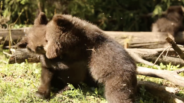 Игры медвежат в Тверской области попали на видео Игры медвежат в Тверской области попали на видео