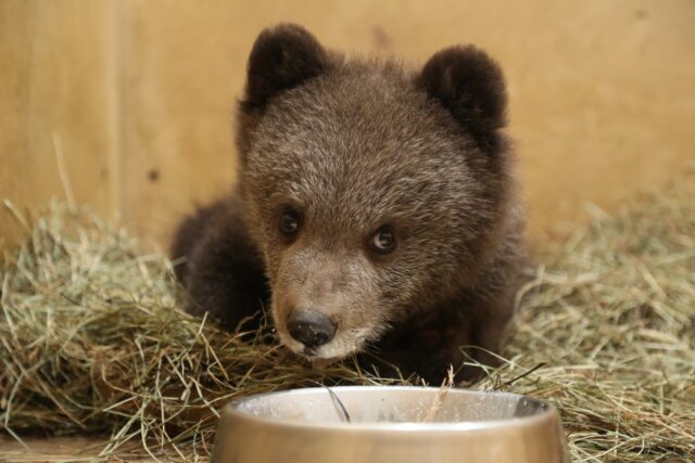 В Центре спасения медвежат сирот рассказали, как дела у Веснушкина В Центре спасения медвежат сирот рассказали, как дела у Веснушкина