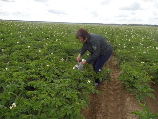 В Зубцовском районе в трех населенных пунктах отменен карантинный режим по золотистой картофельной нематоде