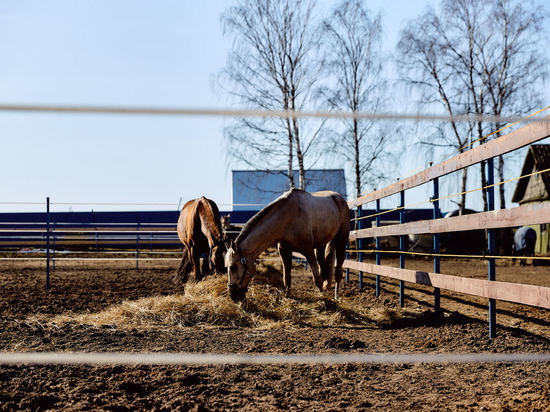 В Андреапольском муниципальном округе состоится конкурс «Лучшее семейное подворье»