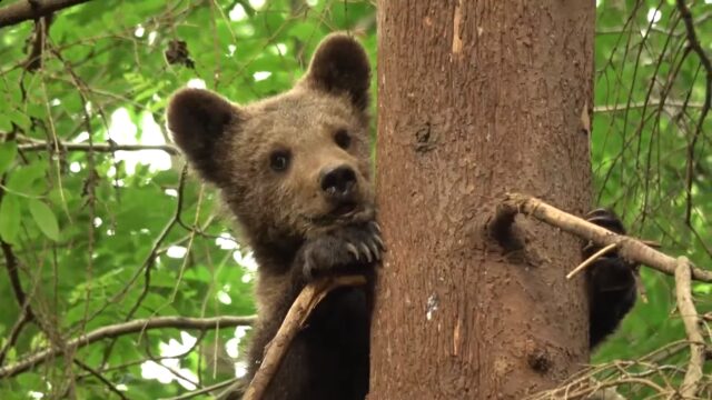 В Центре спасения медвежат-сирот малыш с раненой лапой идет на поправку В Центре спасения медвежат-сирот рассказали, как поживает медвежонок с травмированной лапой