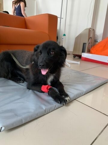 Неравнодушные люди объединили свои усилия, чтобы помочь онкобольному псу из Оленино