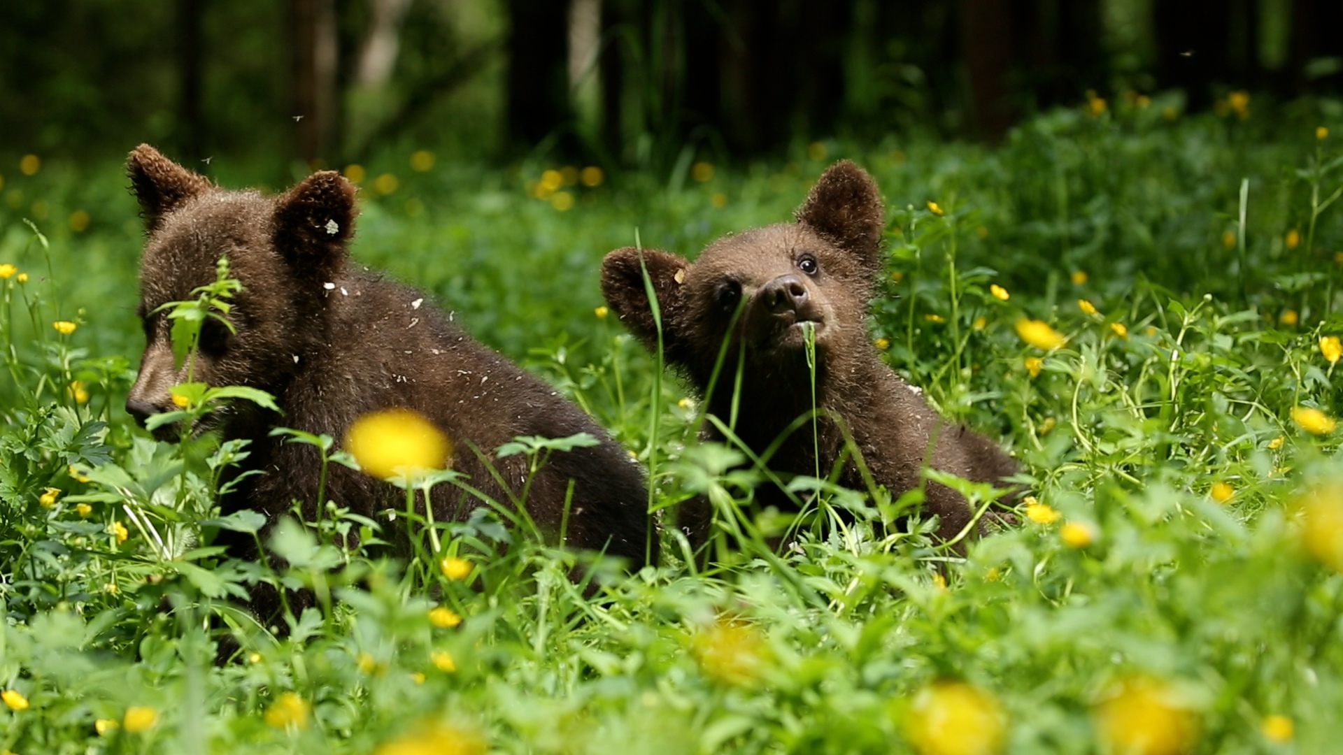 Сотрудники Центра спасения медвежат-сирот поделились фото и видео медвежьего утра