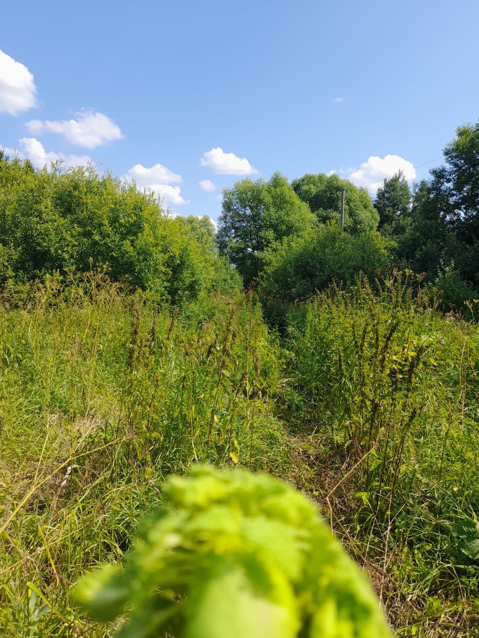 Полицейские и волонтеры нашли заблудившуюся в лесу бабушку