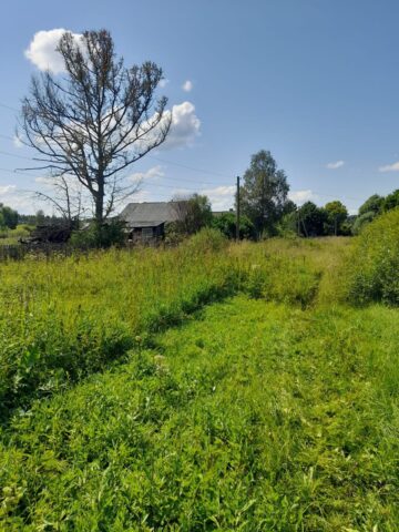 Полицейские и волонтеры нашли заблудившуюся в лесу бабушку