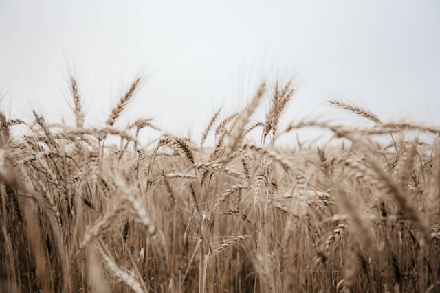 В России запустили систему прослеживаемости зерна