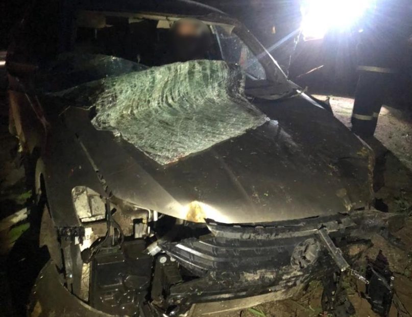 В Тверской области в столкновении с лосем пострадали два человека